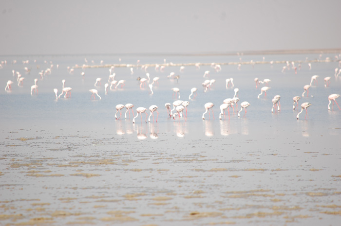 Discover India: Little Rann of Kutch