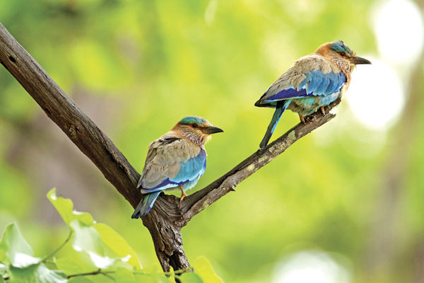 Born to be wild - Image 3