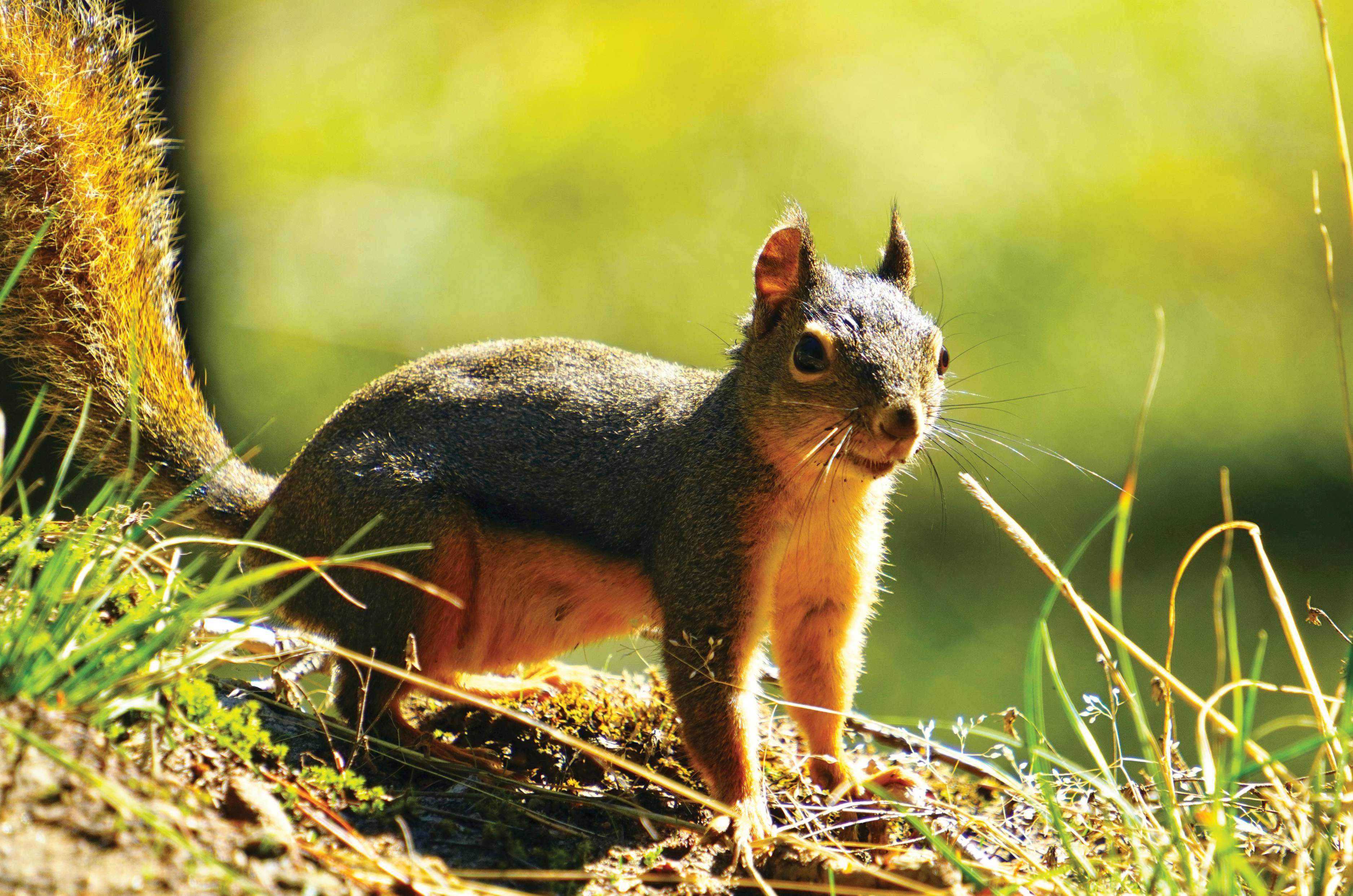 chipmunk