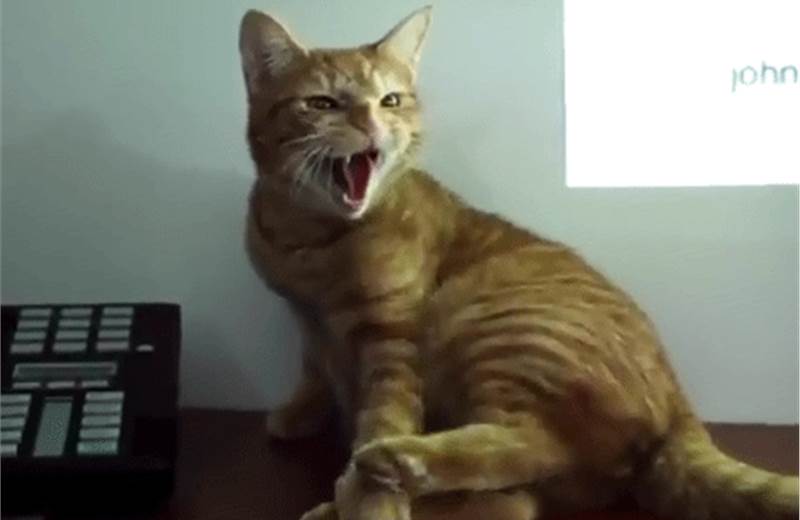 Weekend fun: Ad agency launches cat video division