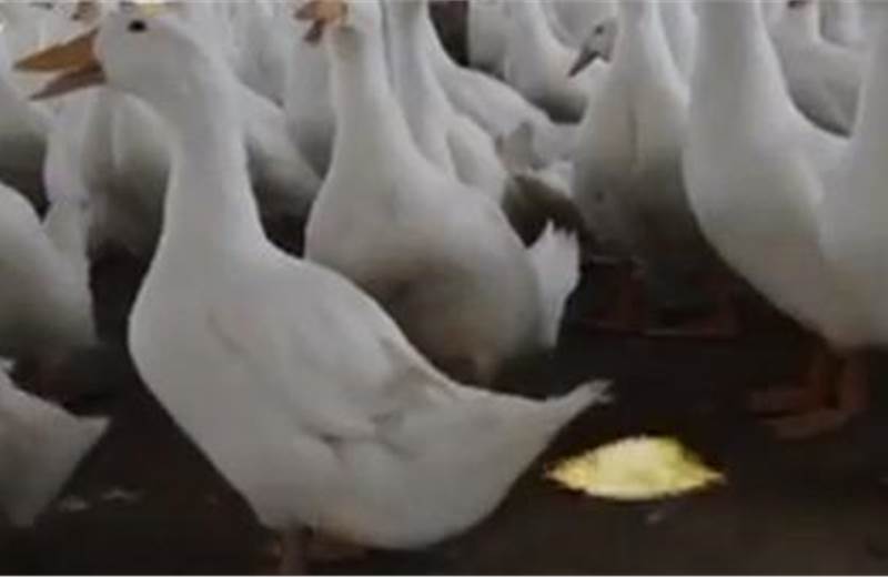MMGB2: Flame-emitting duck film goes viral, ignites sales spike for Sun Snack