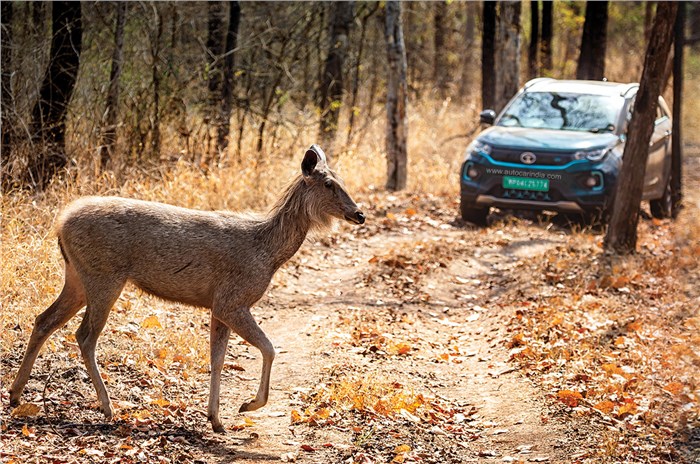 Green 2 Green Drive: Tata Nexon EV on safari in Satpura