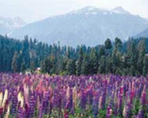 Wild Rajasthan - Image 3