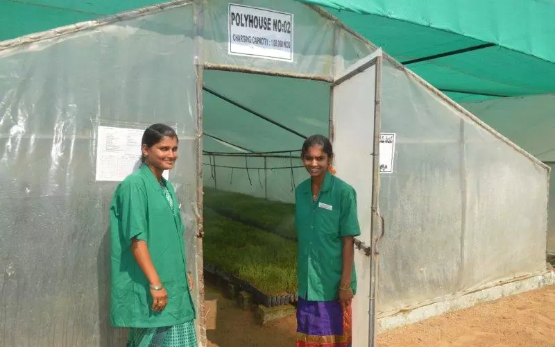 This Mulagapudi cloning centre is spread across 5.4 acres and has 20 low-cost polyhouses. These cloning centre employs women from nearby villages, which has resulted in enhancement of their socio-economic status