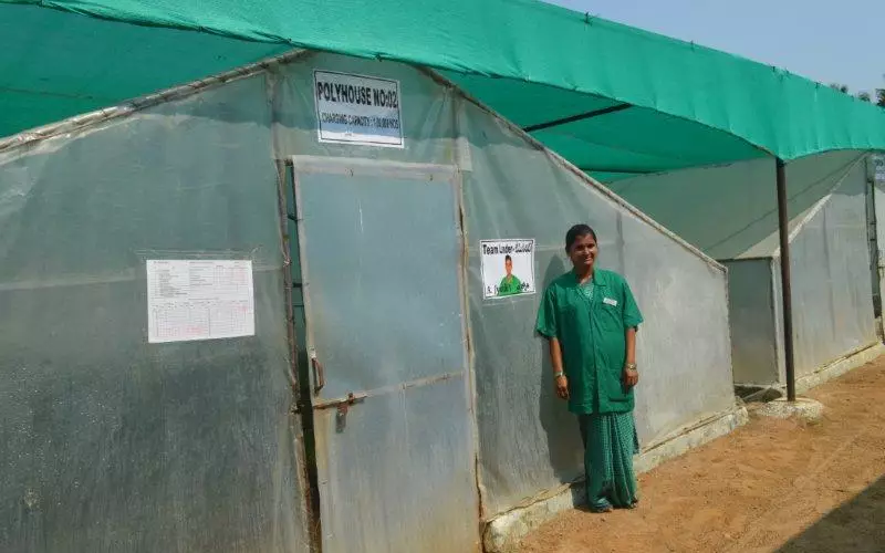 In total, there are five clonal centres in and around Andhra Pradesh, with the latest being the Mulagapudi CPC. The centre works in ateam-based system and women&#8217;s groups are trained to produce low cost Casuarina clones and independently manage each polyhouse
