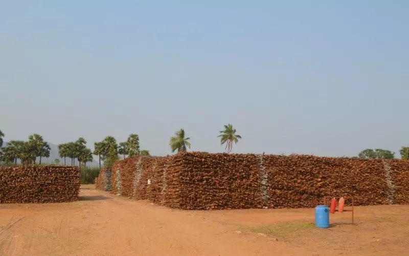 For the year 2015, 100% of the wood was sourced in and around Telangana and Andhra Pradesh, within a radius of 350sq/mt. IP has strategically placed wood depots, wherein farmers can directly supply the woods to these depot. Seen here is a wood depot at SR Peta.
