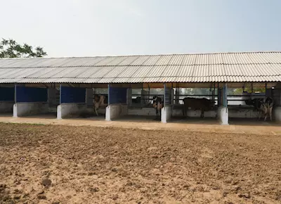 Sabarkantha Dairy and Tetra Pak create sustainable cowshed roofs from recycled cartons