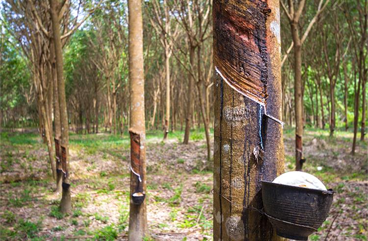 Natural rubber production in NE states making headways, but long road ahead for tyre industry