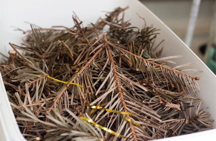 Discarded Christmas trees awaiting shredding