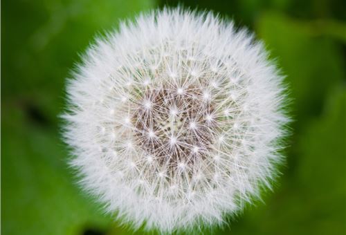 Continental and Fraunhofer Institute win GreenTec award  for rubber made from dandelion