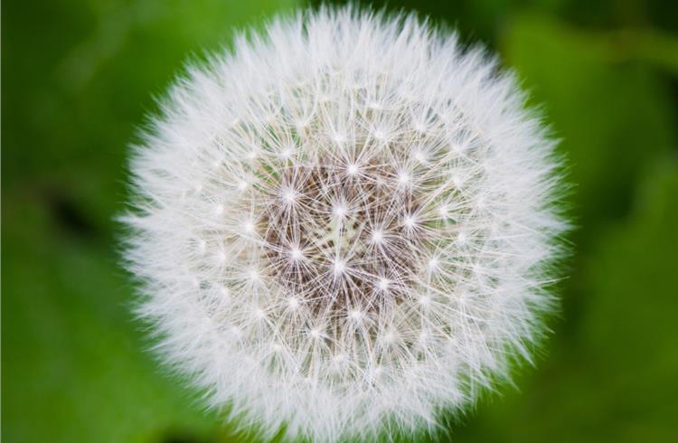 Continental and Fraunhofer Institute win GreenTec award  for rubber made from dandelion