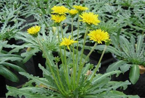Sumitomo Rubber begins research into Russian dandelions as new source of natural rubber
