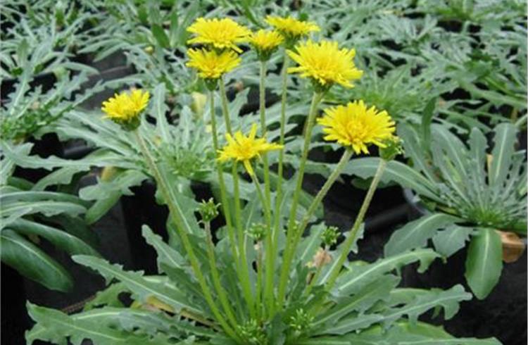 Unlike the rubber tree, the Russian dandelion can be grown in temperate regions, including North America and many other parts of the world.