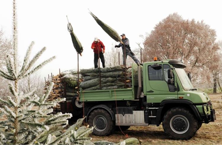 Transporting Christmas trees by Unimog
