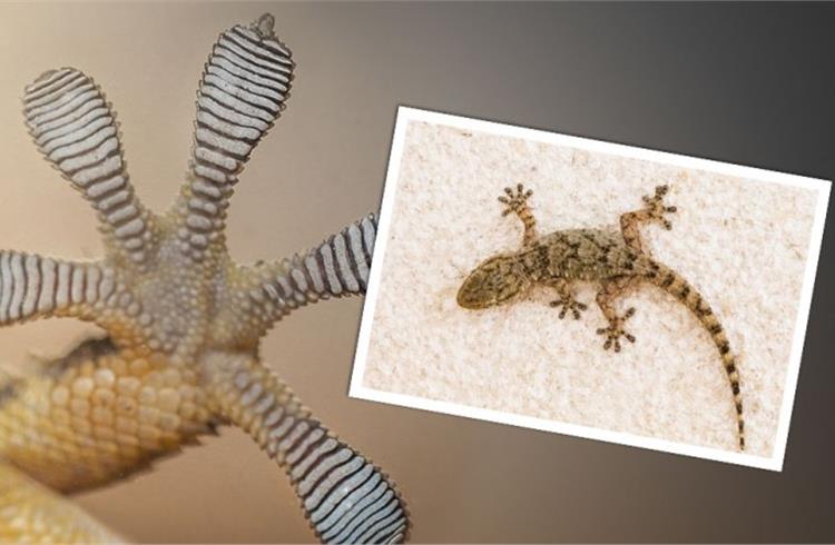 Ford researchers study the gecko's sticky pads to improve adhesives