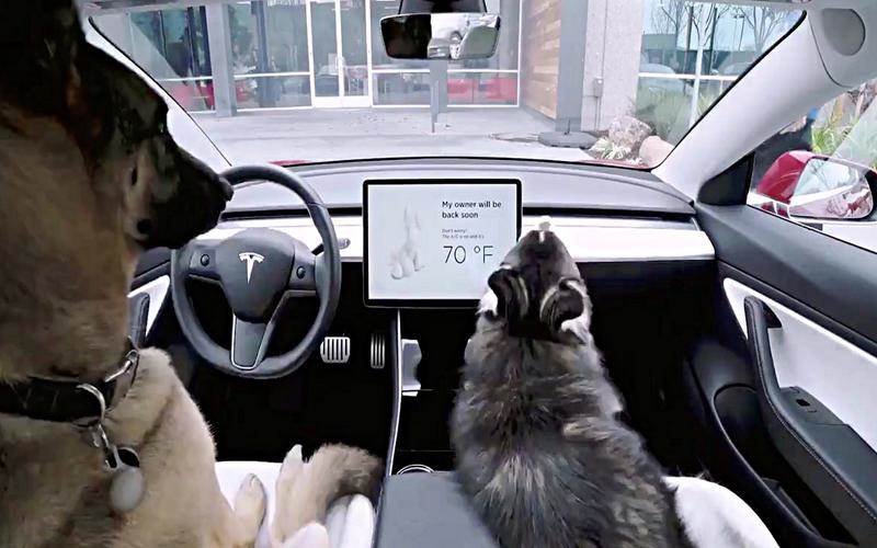 Dog mode in Tesla