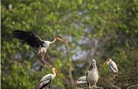 The 50-acre forest at TVS' Hosur factory has over the past two decades become one of the largest breeding colonies for painted storks.
