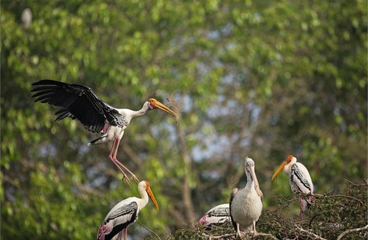 The 50-acre forest at TVS' Hosur factory has over the past two decades become one of the largest breeding colonies for painted storks.