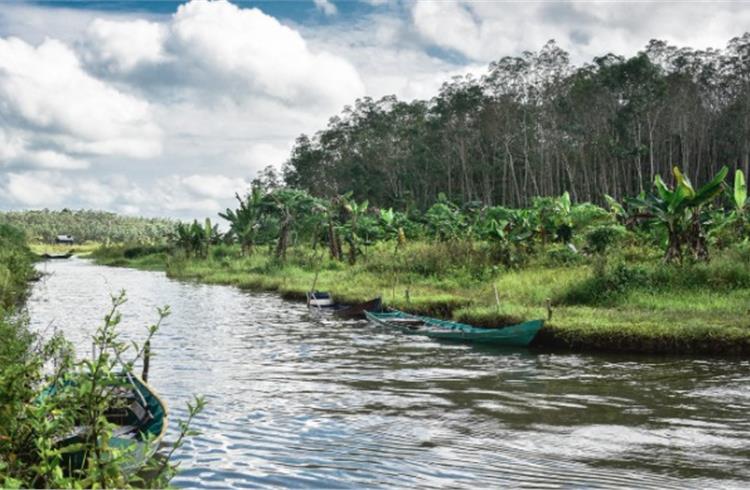 Ecosystem restoration means assisting in the recovery of ecosystems that have been degraded or destroyed, as well as conserving the ecosystems that are still intact (Image: UN & CIFOR).