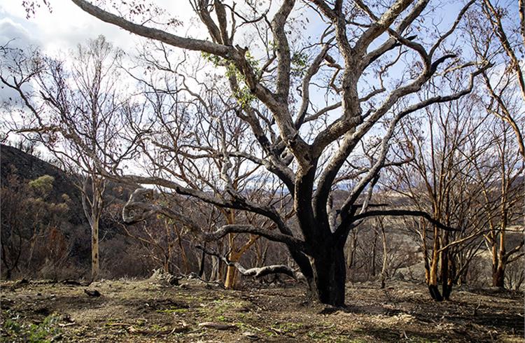 A scorched eucalyptus tree in Scottsdale Reserve. Australia’s 2019-20 Black Summer bushfires were the worst on record.
