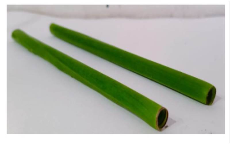  IIP student talks about sustainable straws using banana leaves