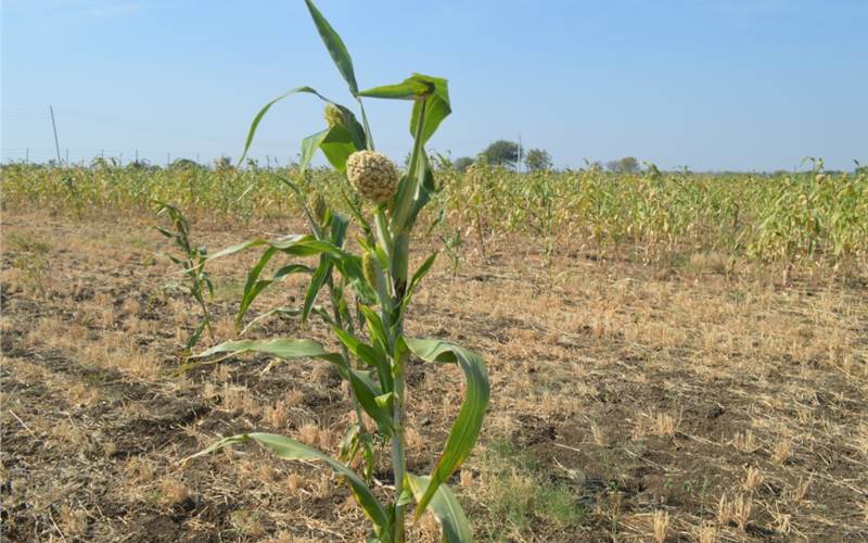 Major industries in Latur and Nanded include agriculture mainly pulses, seed oil, and fertilizers. Agro-based industries, food processing and the oil mill/dal mill segments are to watch out for, since it is produced more in the region. There is a possibility of revenue generation for print firms in these segments.