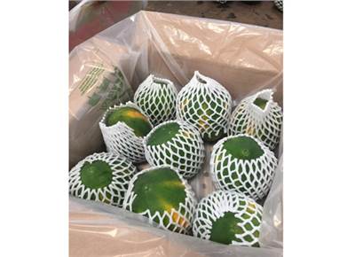 Deccan Field exports Papaya using active modified atmospheric packaging